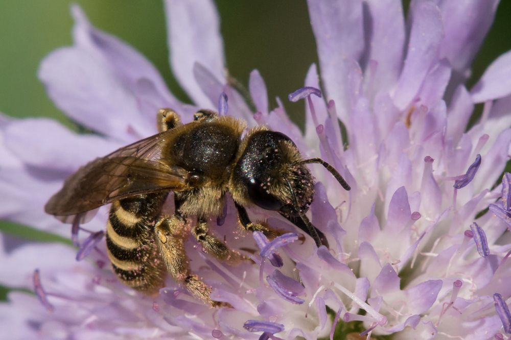 Halictus scabiosae auf Knautia arvensis